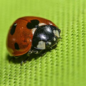 LadybugFB.jpg