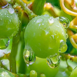 Water Drops on Grapes stacked 7-.jpg