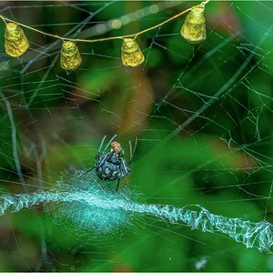 Orbweaver Spider.jpg
