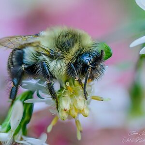Bumbles and pinks--3.jpg