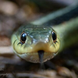 Garter Snake-3.jpg