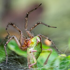 Spider and Grasshopper meal-2.jpg