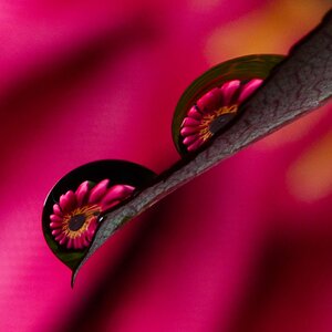 water drop pink flower.jpg