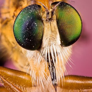 2021_Robberfly close up_Helicon .jpg