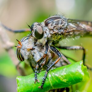 Robber Fly and Horse Fly.jpg