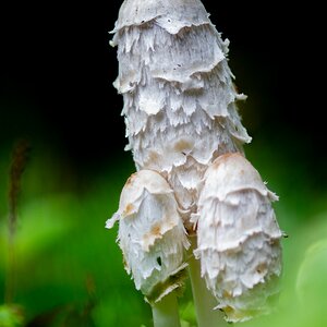 Shaggy mane mushrooms-2.jpg