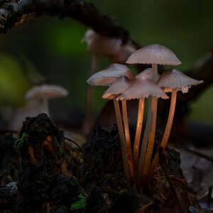 Spooky mushroom scene.jpg