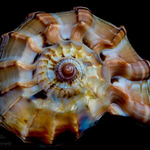 seashell color.jpg