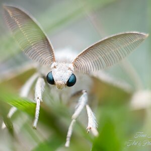 White male moth-3.jpg
