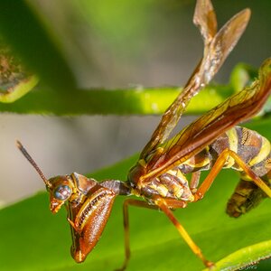 mantis wasp.jpg