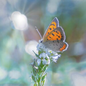 Tiny Butterfly-5816 (1).jpg