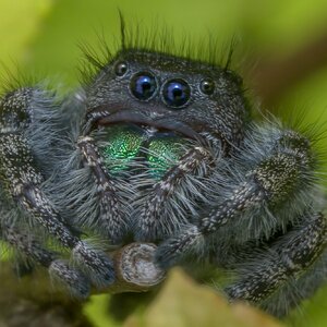 Phidippus-audax-01_DSF0473-low_res-scale-6_00x-cropped-gigapixel.jpg