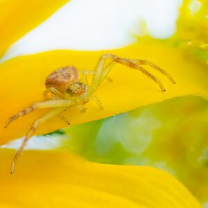 Spider on yellow.jpg