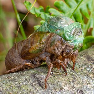Cicada Moulting on log-2.jpg