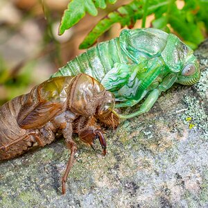 Cicada Moulting on log-4.jpg