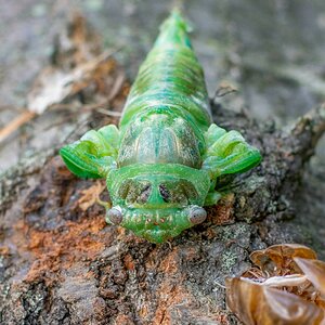 Cicada Moulting on log-6.jpg