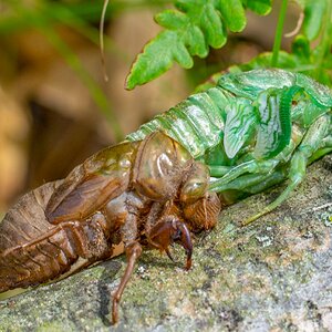 Cicada Moulting on log-7.jpg