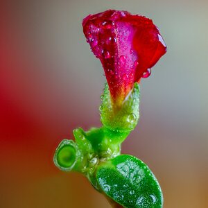 Tiny red flower.jpg