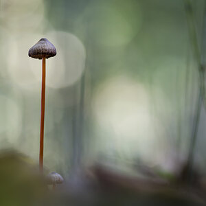 mushroom5.jpg