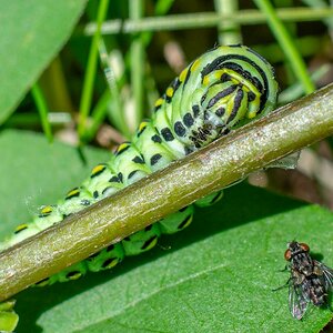 Black Swallowtail Caterpillar and fly.jpg