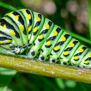 Black Swallowtail Caterpillar_.jpg