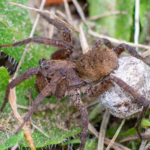 Wolf spider with egg sac.jpg