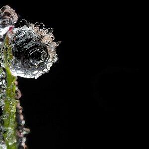 Frozen dew drop