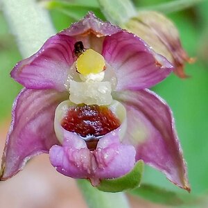 Orchid and Intoxicating Nectar 1.jpg
