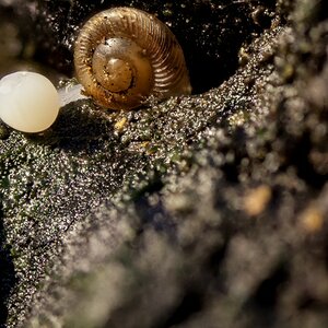 Slime moulds with a snail.jpg