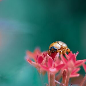 A Beetle on Egyptian Starcluster Flowers