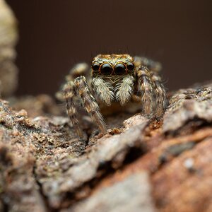 Pseudeuophrys lanigera juvenile jumping spider