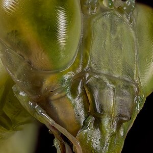 Mantis Head_02_2048.jpg