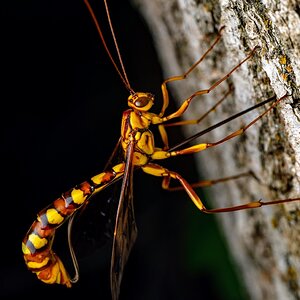 Giant Ichneumon Wasp