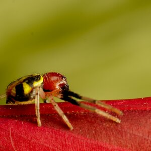 CAMARICUS SPIDER ON RED CARPT-1.JPG
