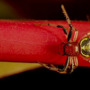 CAMARICUS SPIDER ON RED CARPT-2.JPG