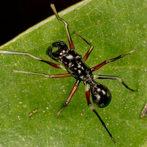 Ant-mimicking jumping spider-WM-MD-1.jpg