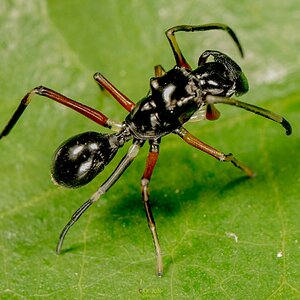 Ant-mimicking jumping spider-WM-MD-3.jpg