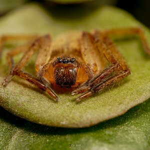 Baby Huntsman spider-TTS-B-EDWM-38.jpg