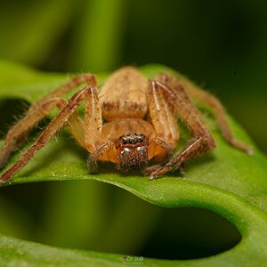 Baby Huntsman spider-TTS-B-EDWM-6.jpg