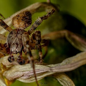 European Garden spider-SM-WM-3.jpg