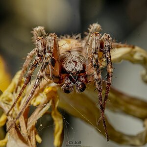 European Garden spider-SM-WM-7.jpg