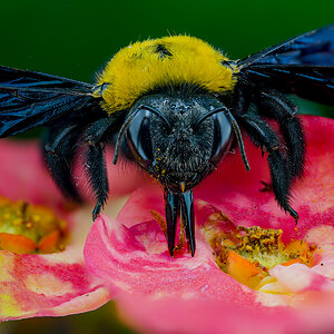COLORFUL BUMBLEBEE ON A PINK FLOWER
