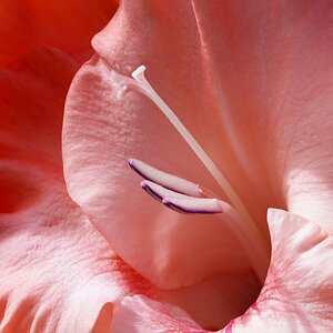 Gladiolus Flower I.jpg