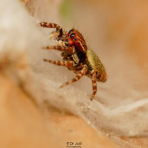 Sibianor larae -Jumping Spider cocoon-SM-2.jpg