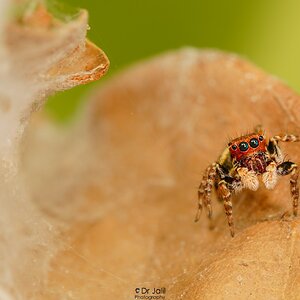 Sibianor larae -Jumping Spider cocoon-SM-8.jpg