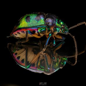 JEWEL BUG- the most colorful insect.jpg
