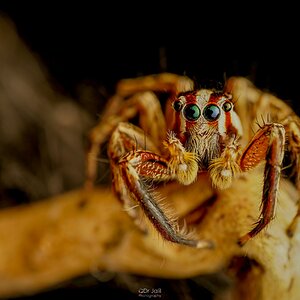 PANTROPICAL JUMPING SPIDER ON MY TABLE STUDIO