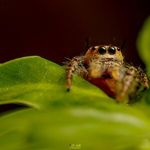 Phidippus jumping spider-WM-14.jpg
