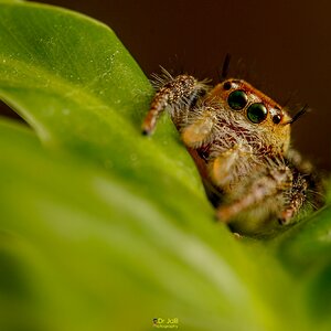 Phidippus jumping spider-WM-15.jpg