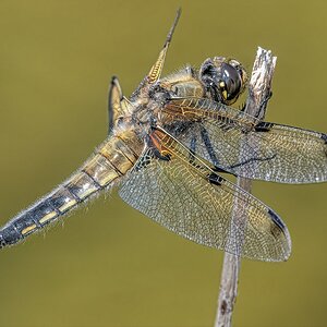 500_5426 Four Spotted Chaser.jpg